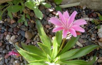 Lewisia | North American Rock Garden Society